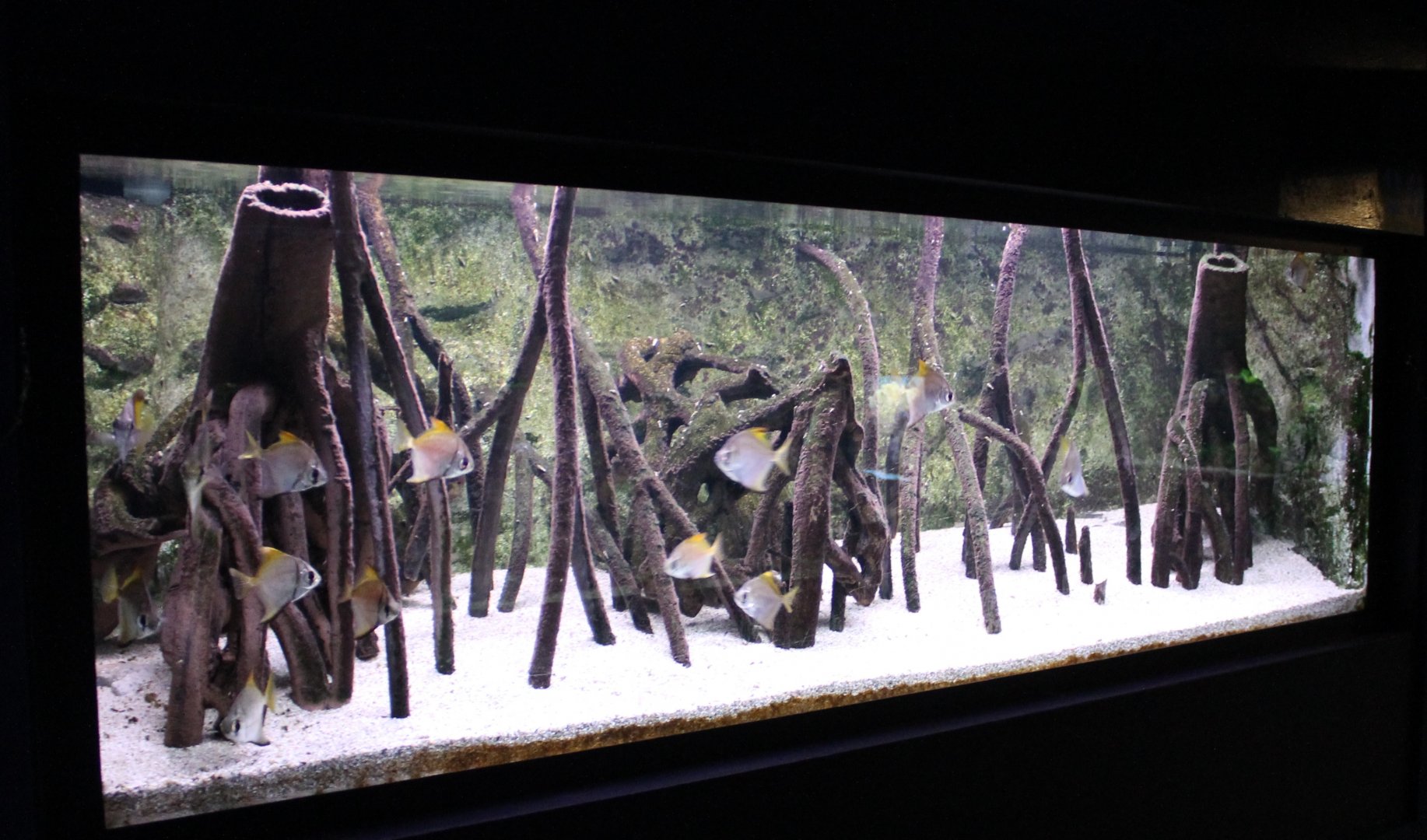 Mangrove - Silver moony aquarium