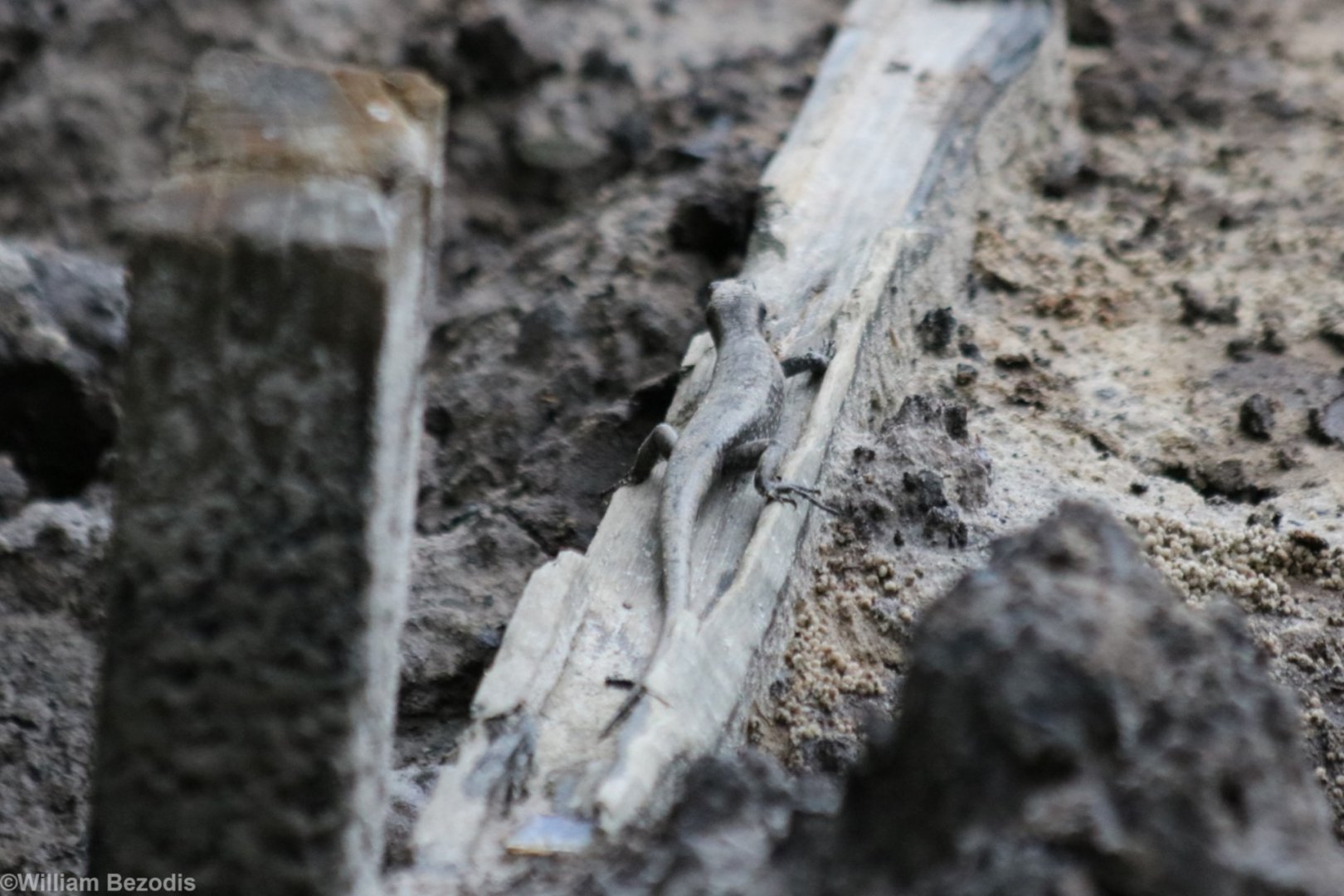 Mangrove Skink - KK Wetland Centre
