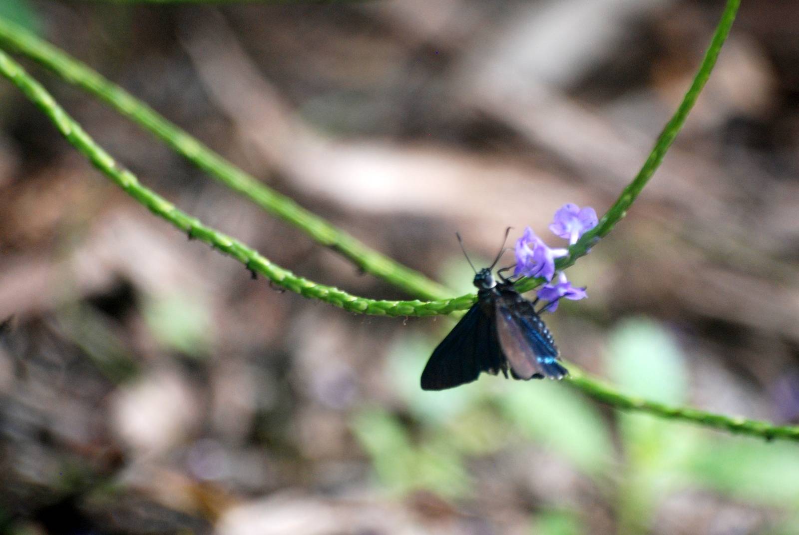 Mangrove Skipper, Punta Gorda, October 2013