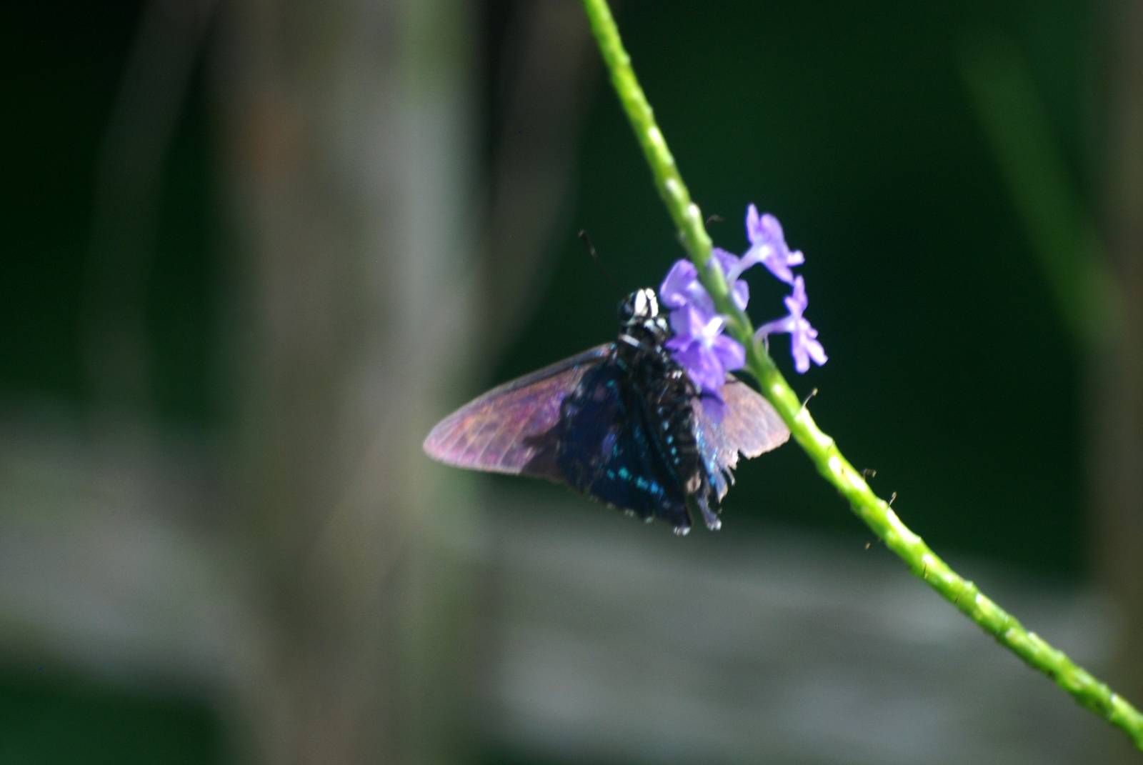 Mangrove Skipper, Punta Gorda, October 2013