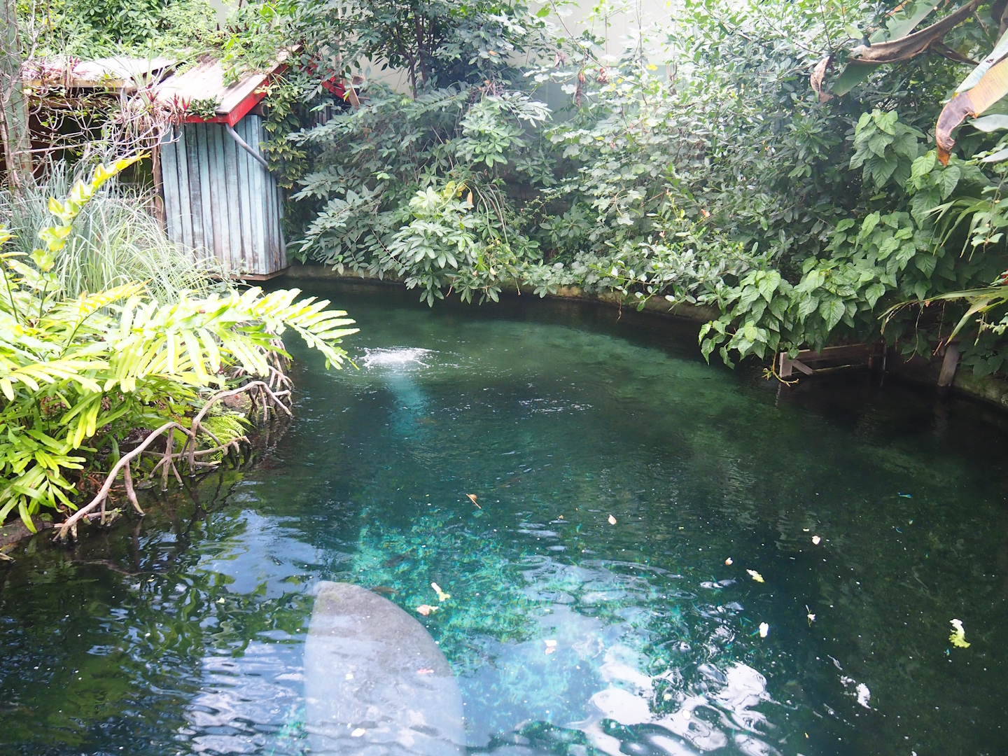 Mangrove - Smaller Antillean manatee pool, 2023-10-07