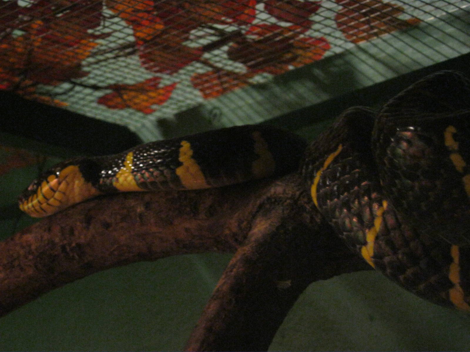 Mangrove Snake 2012.
