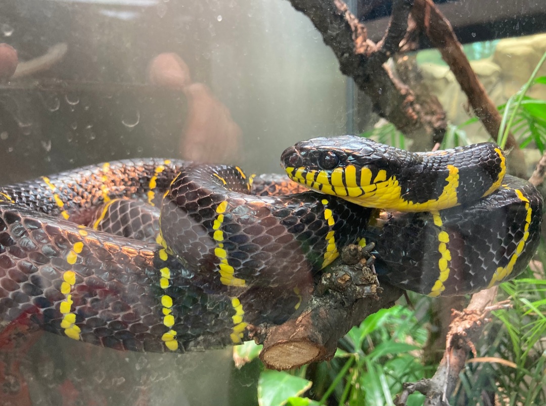 Mangrove Snake (8/10/23)
