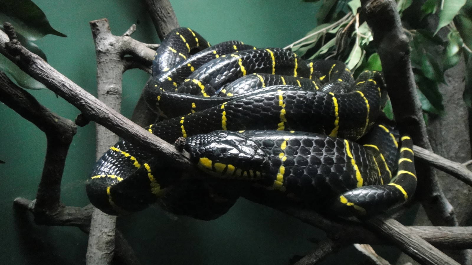 Mangrove Snake at Bronx zoo 2014-12-29