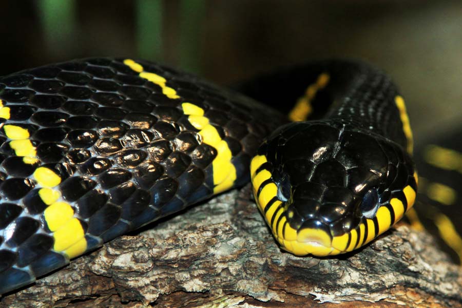 Mangrove snake (Boiga dendrophila melanota)