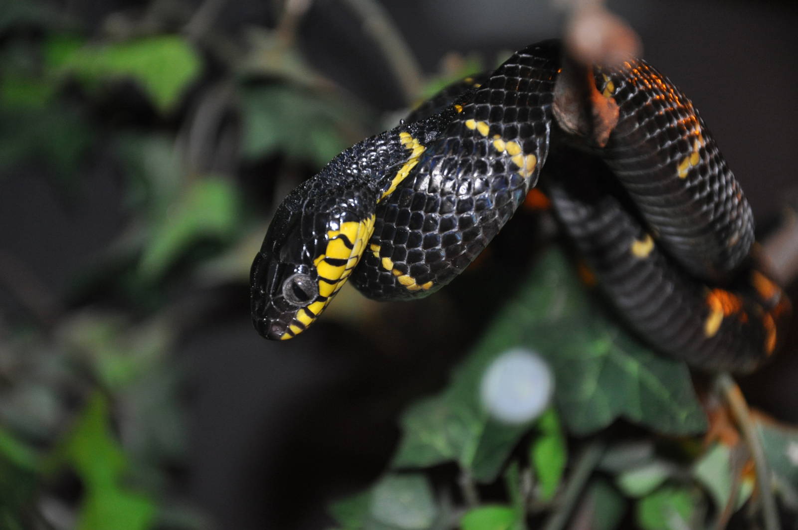 Mangrove snake/ Boiga dendrophila