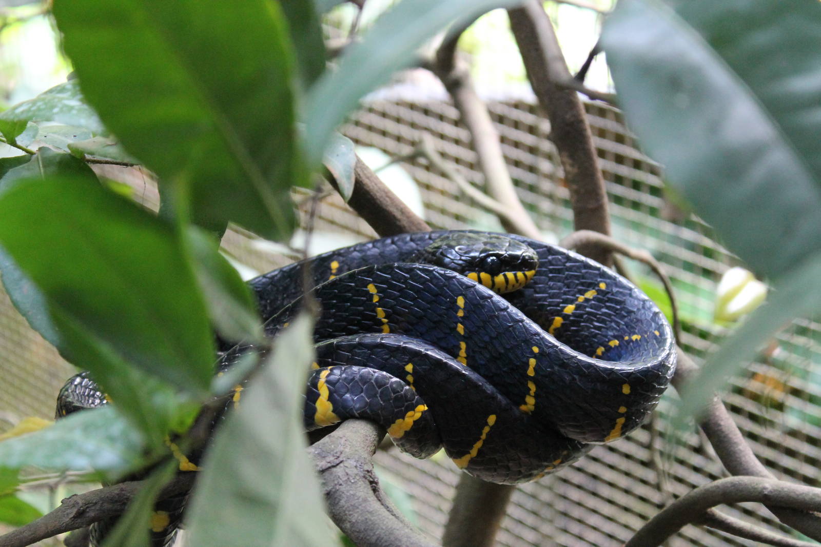 mangrove snake (Boiga dendrophila)