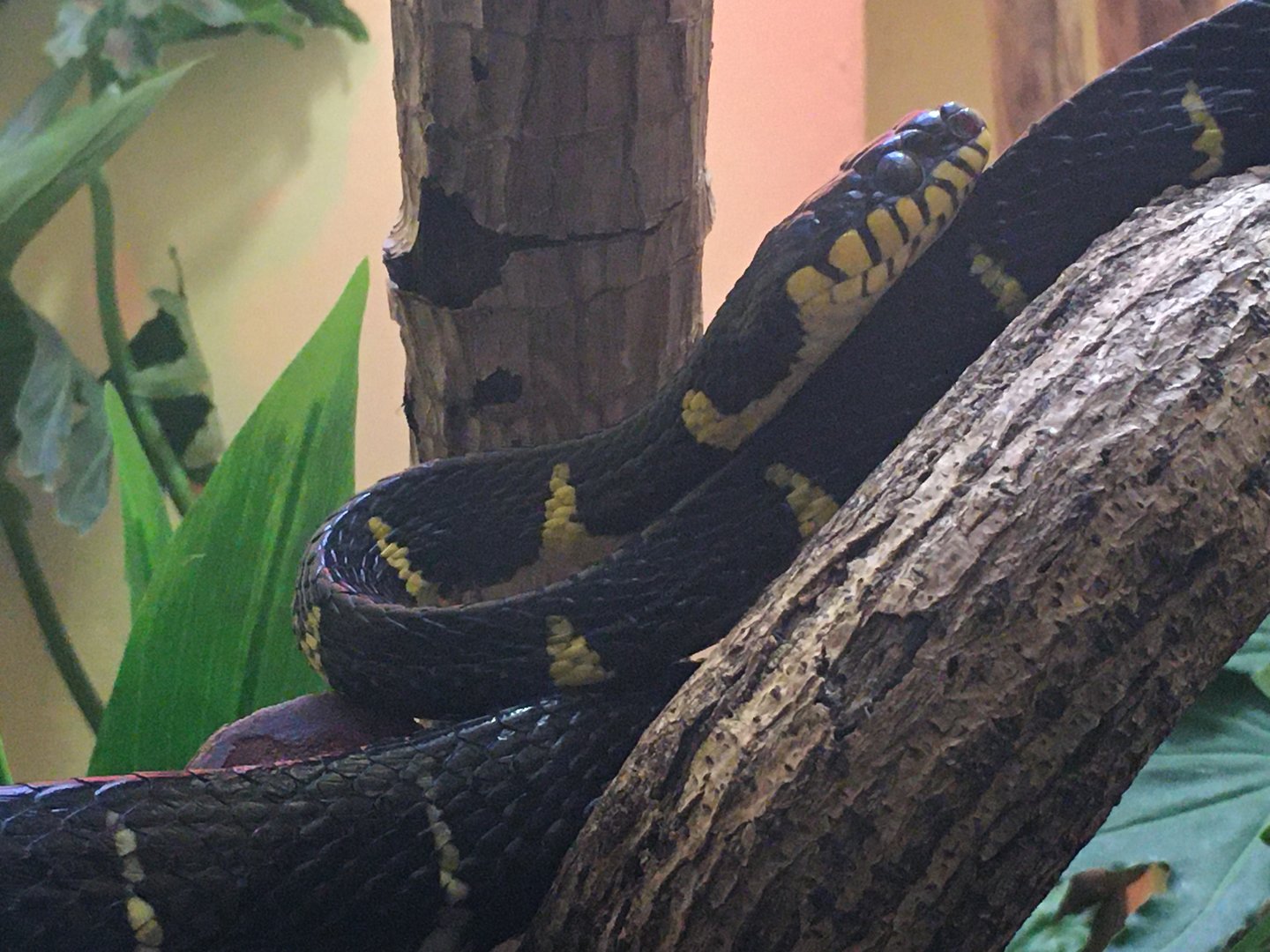 Mangrove Snake (Boiga dendrophila)