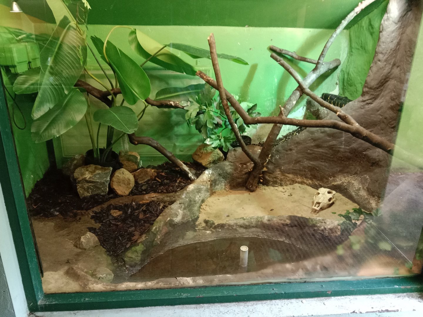 Mangrove snake enclosure