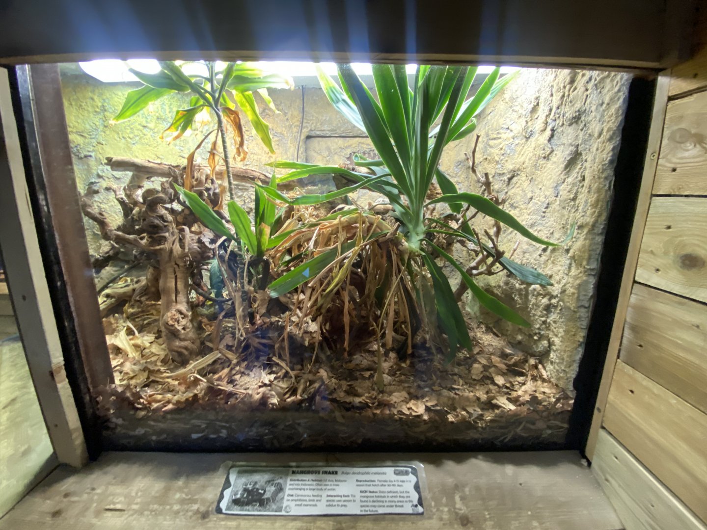 Mangrove snake exhibit 260124