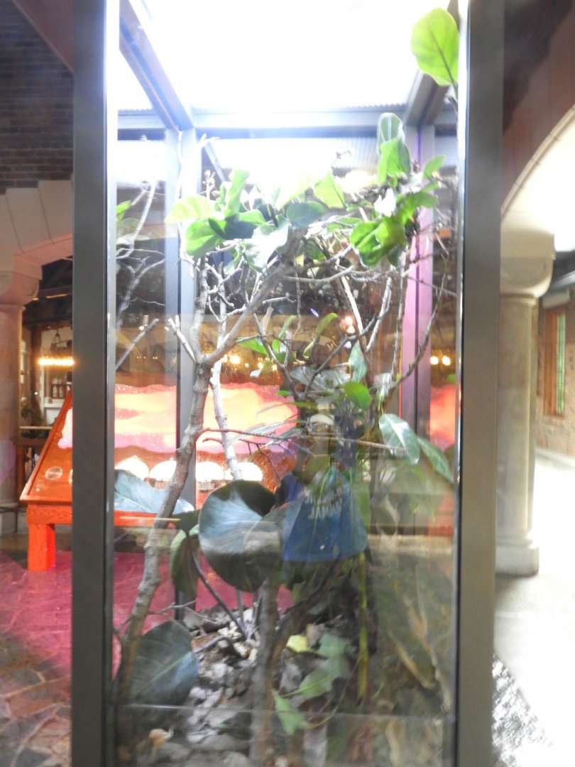 Mangrove Snake exhibit - Venomous Animals - Promedica Museum of Natural History - Toledo Zoo