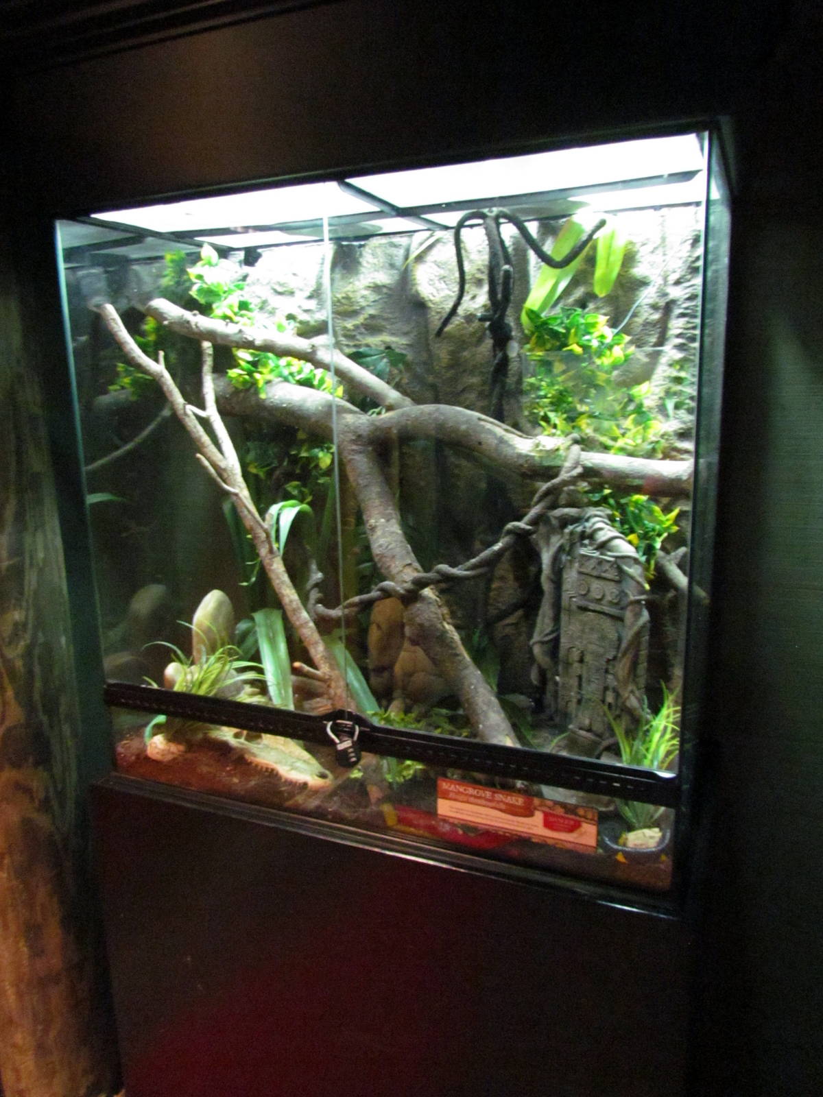 Mangrove Snake Exhibit