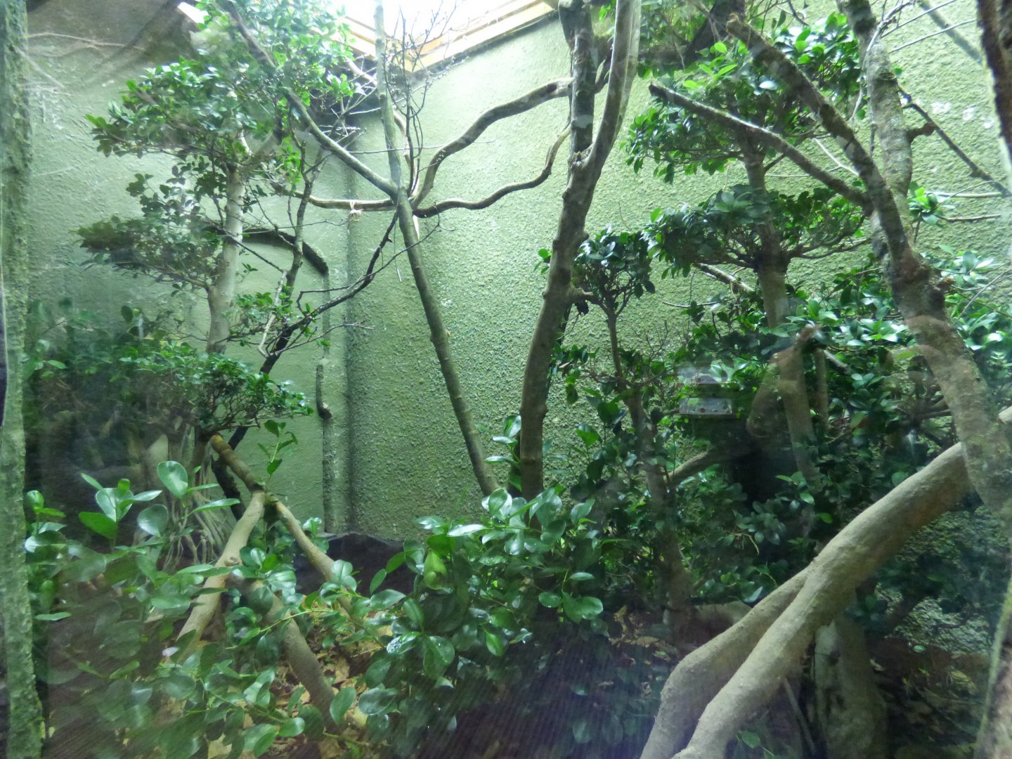 Mangrove Snake exhibit