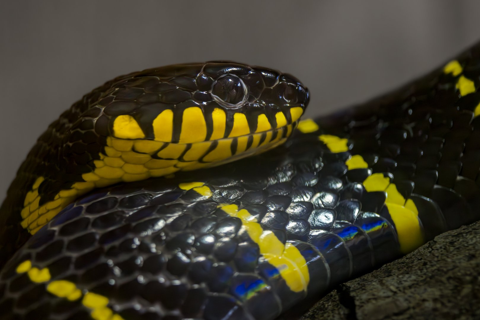 Mangrove Snake (f) / Hamerton / 7-11-24