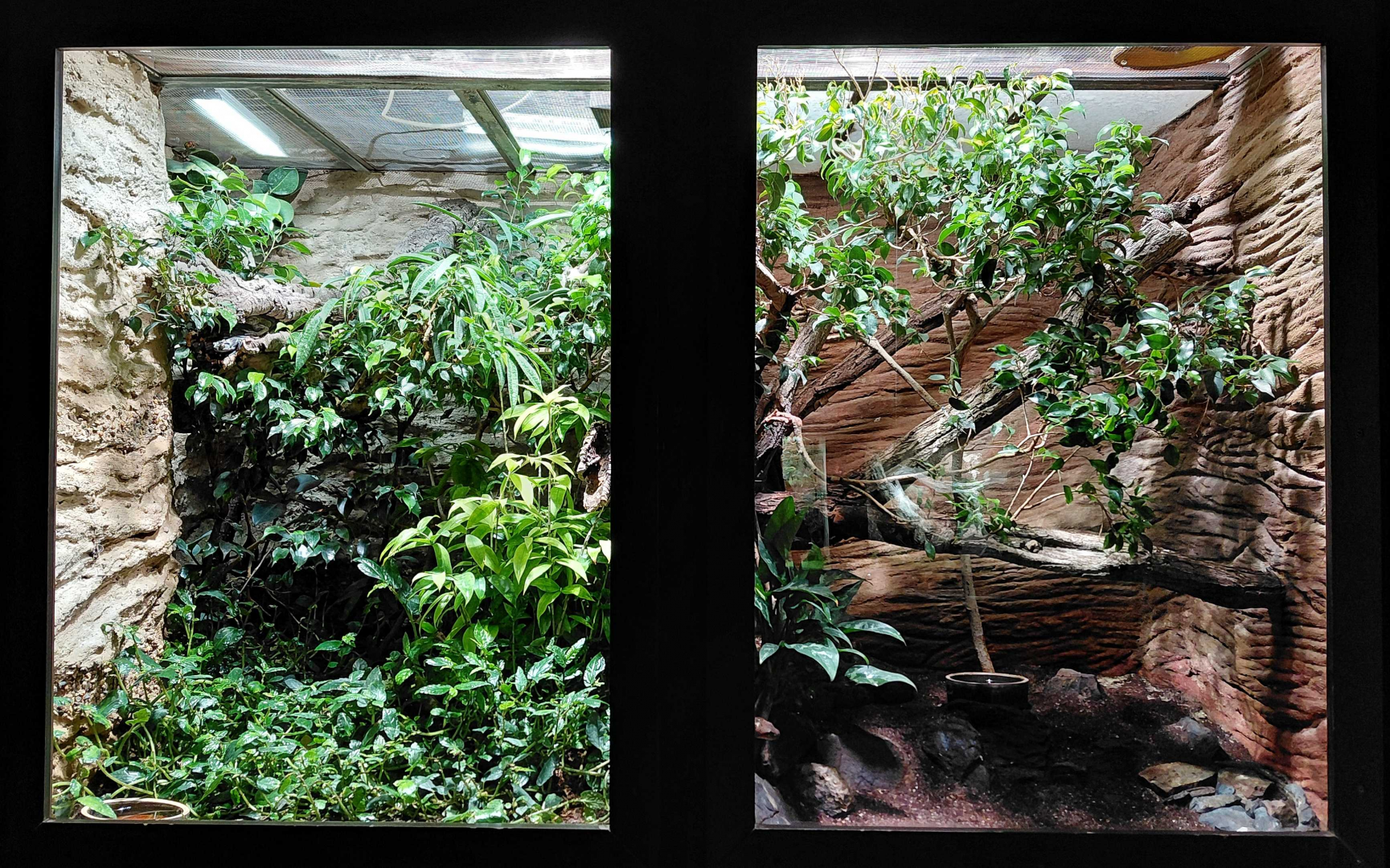 Mangrove snake - ground boa exhibits