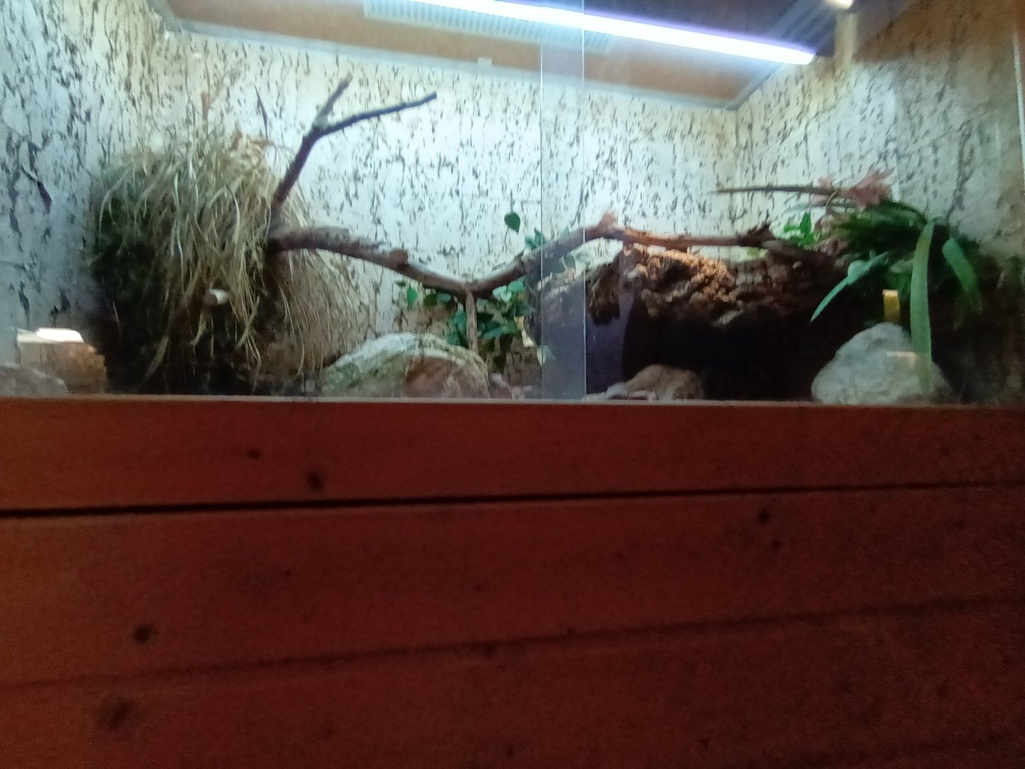 Mangrove Snake Habitat