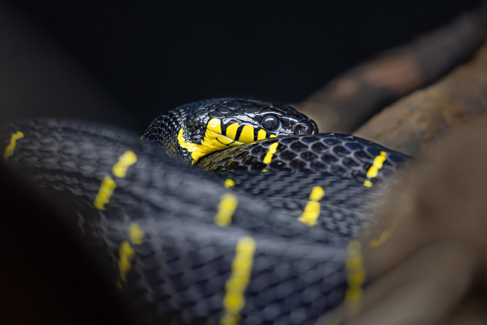 Mangrove Snake / Hamerton / 2-11-22