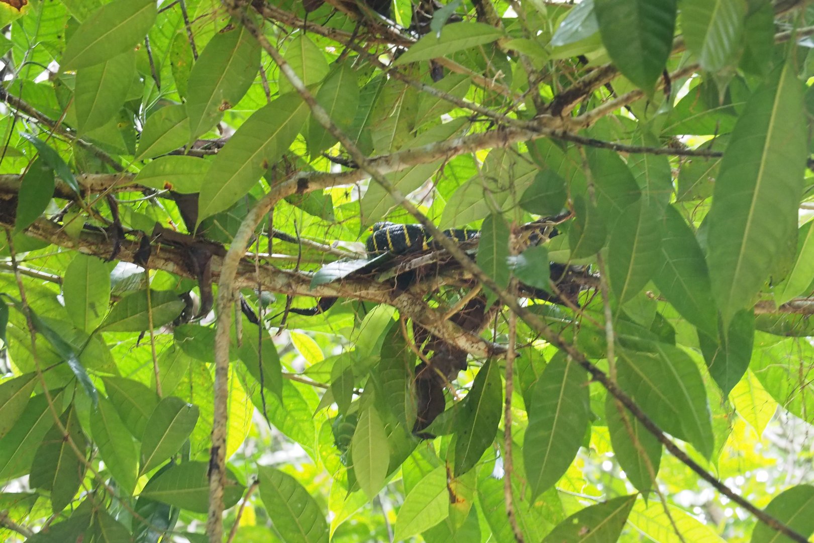 Mangrove Snake - Kinabatangan River, Sabah, Borneo