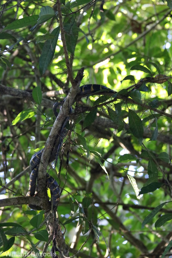 Mangrove Snake - Kinabatangan