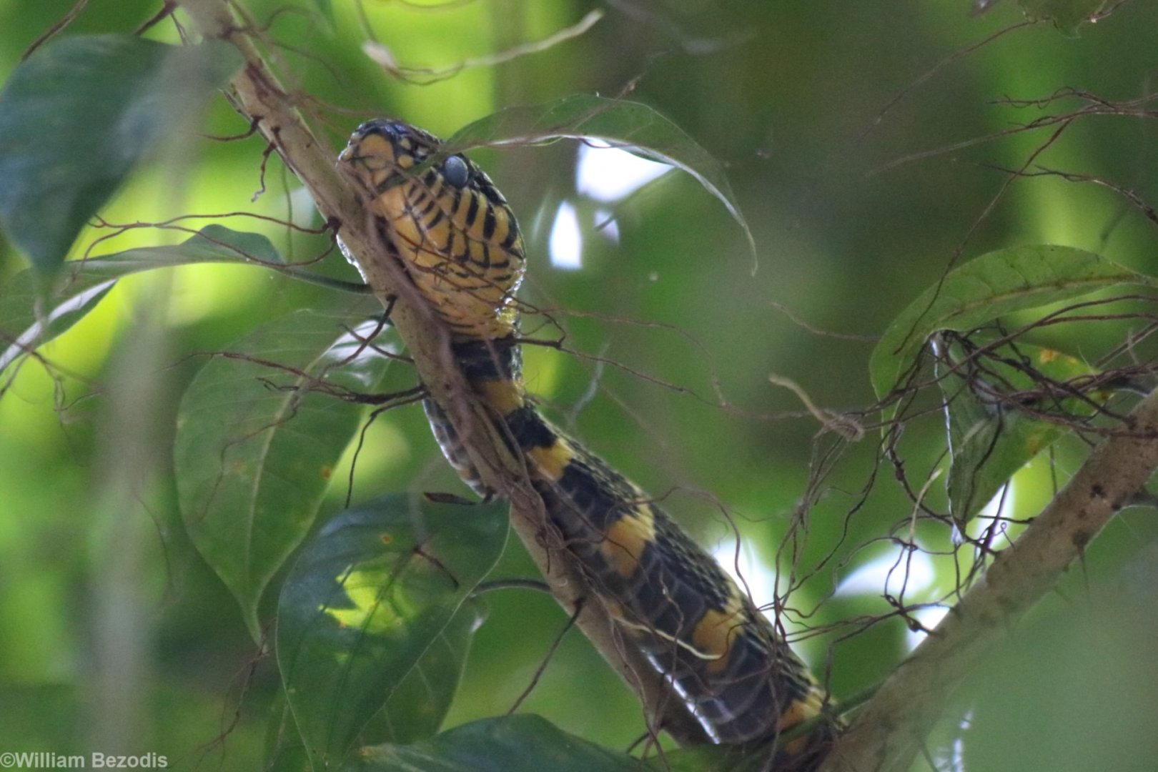 Mangrove Snake - Kinabatangan