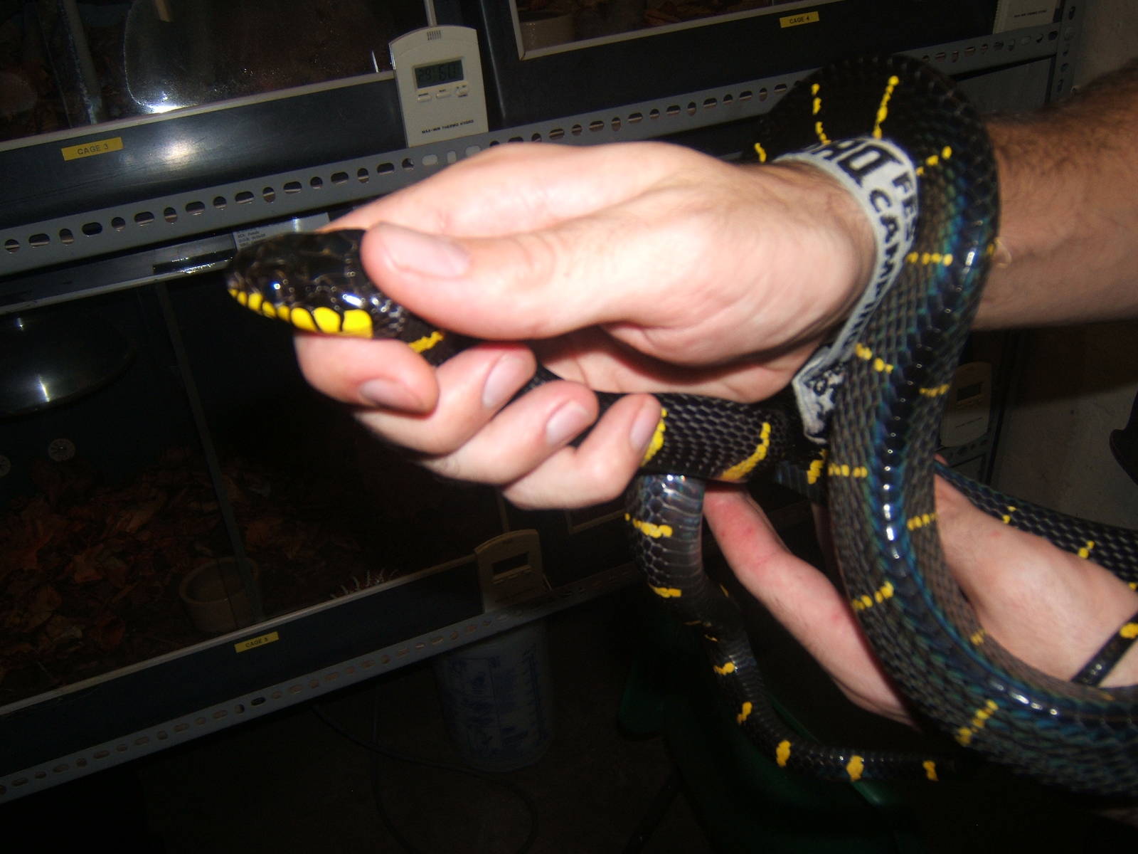 Mangrove Snake