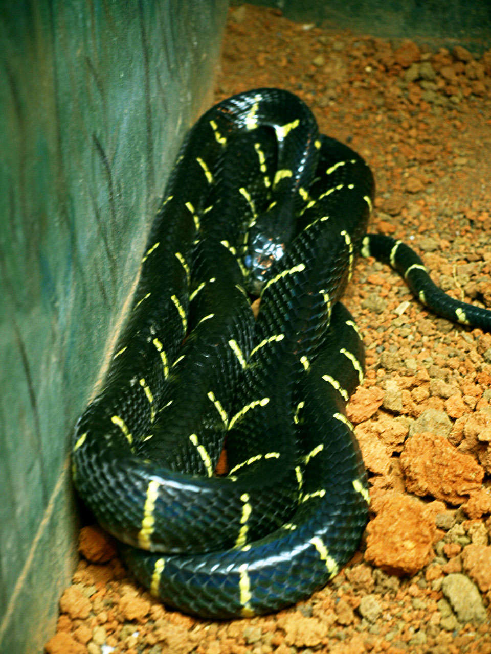 Mangrove snake