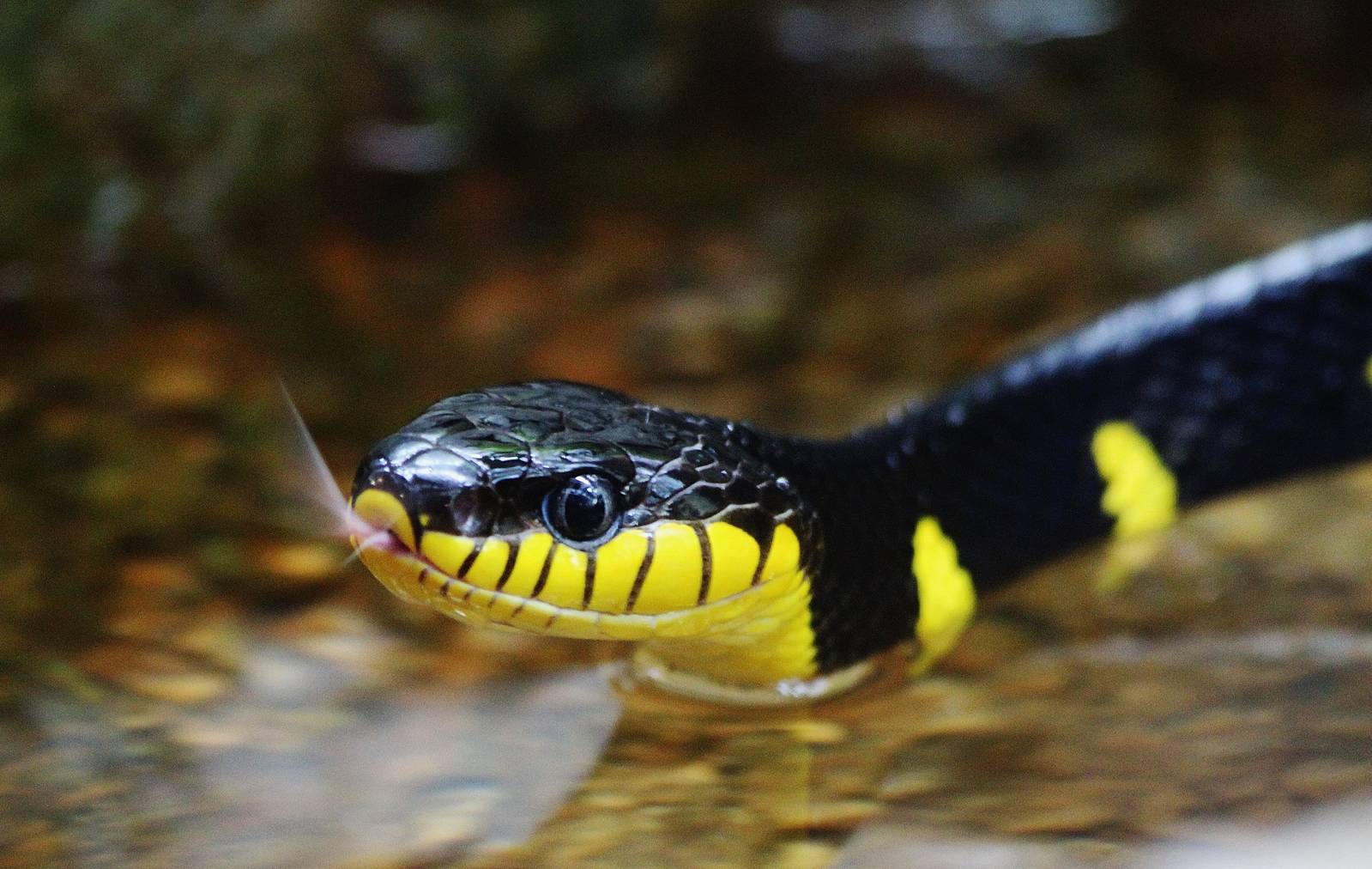 Mangrove Snake
