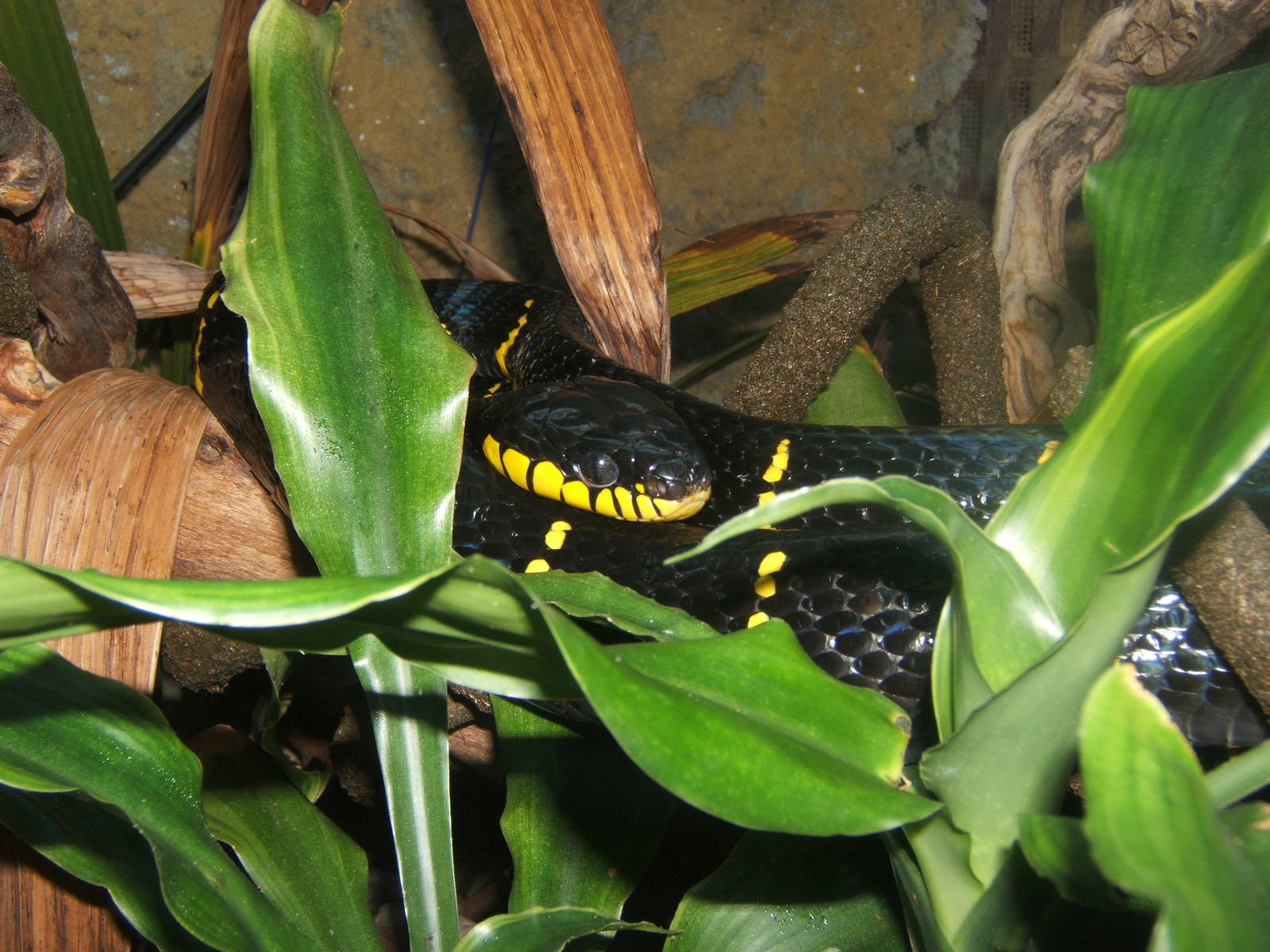 Mangrove Snake