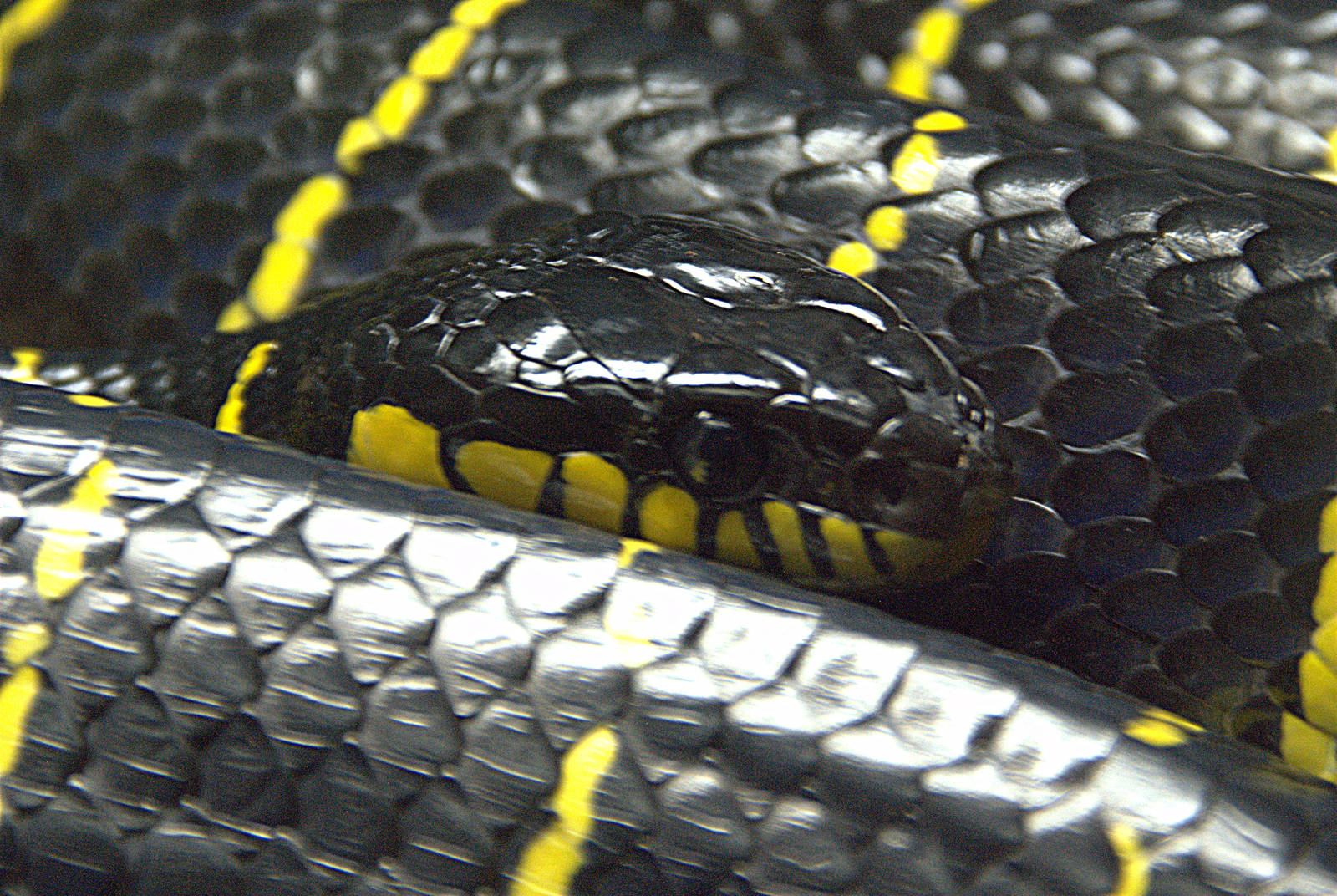 Mangrove Snake