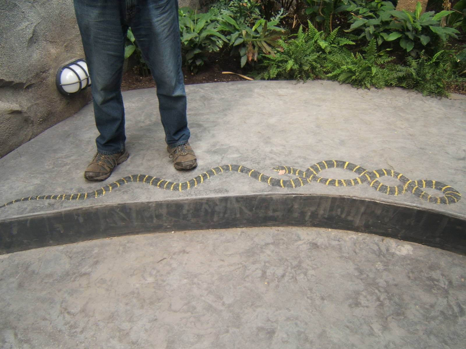 Mangrove Snake