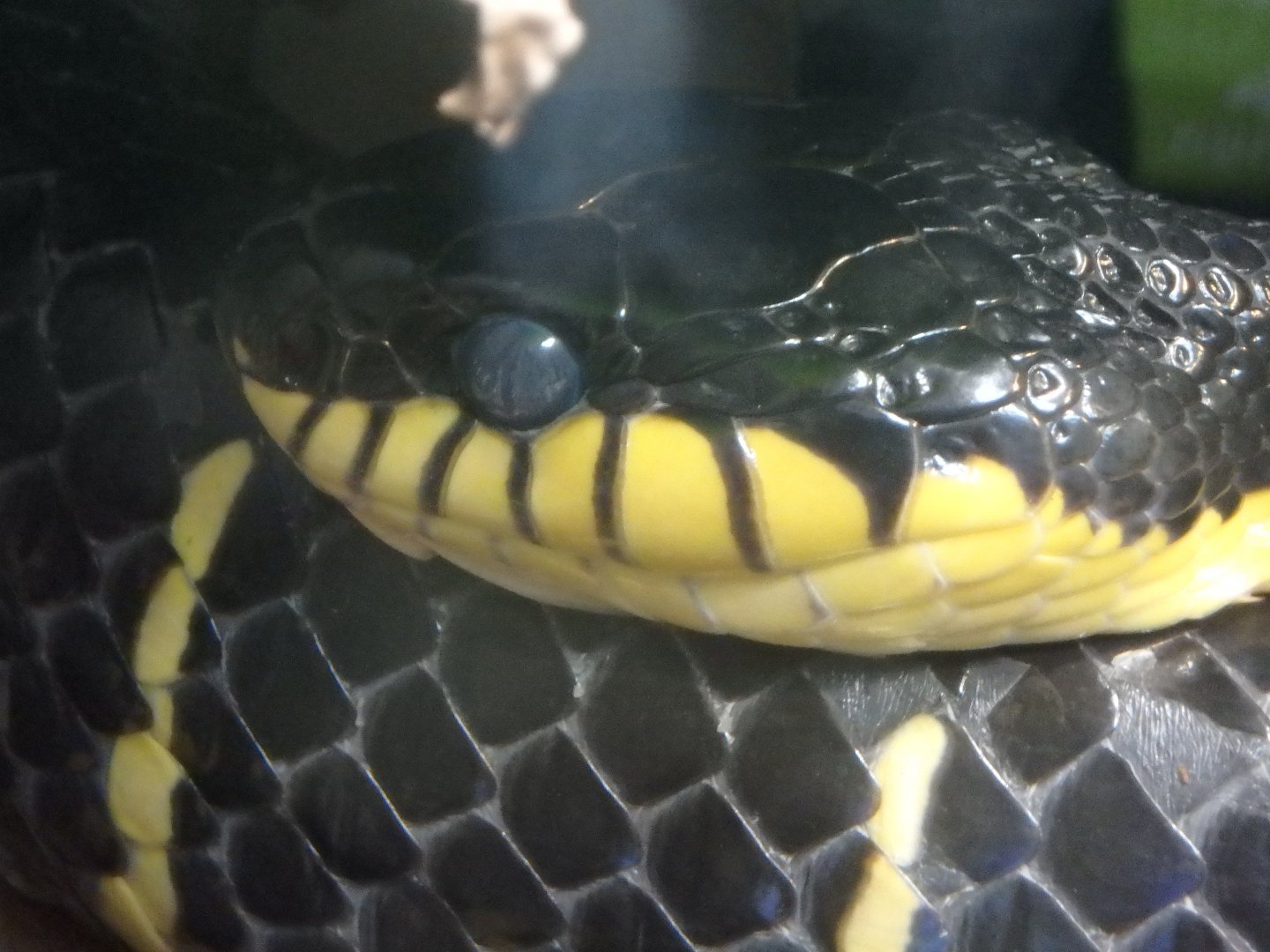 Mangrove snake
