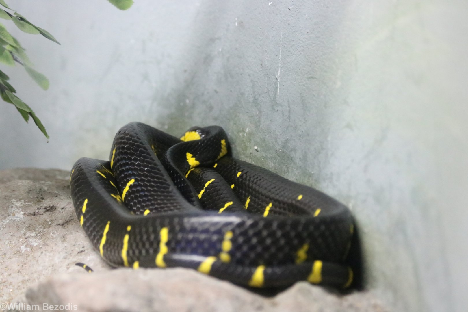 Mangrove Snake
