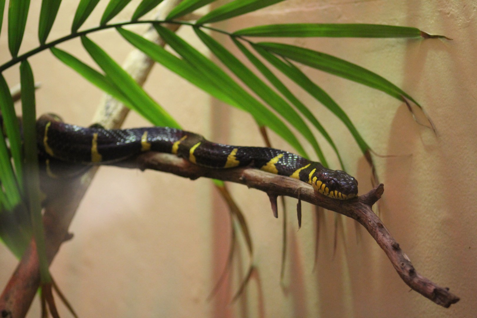 Mangrove Snake