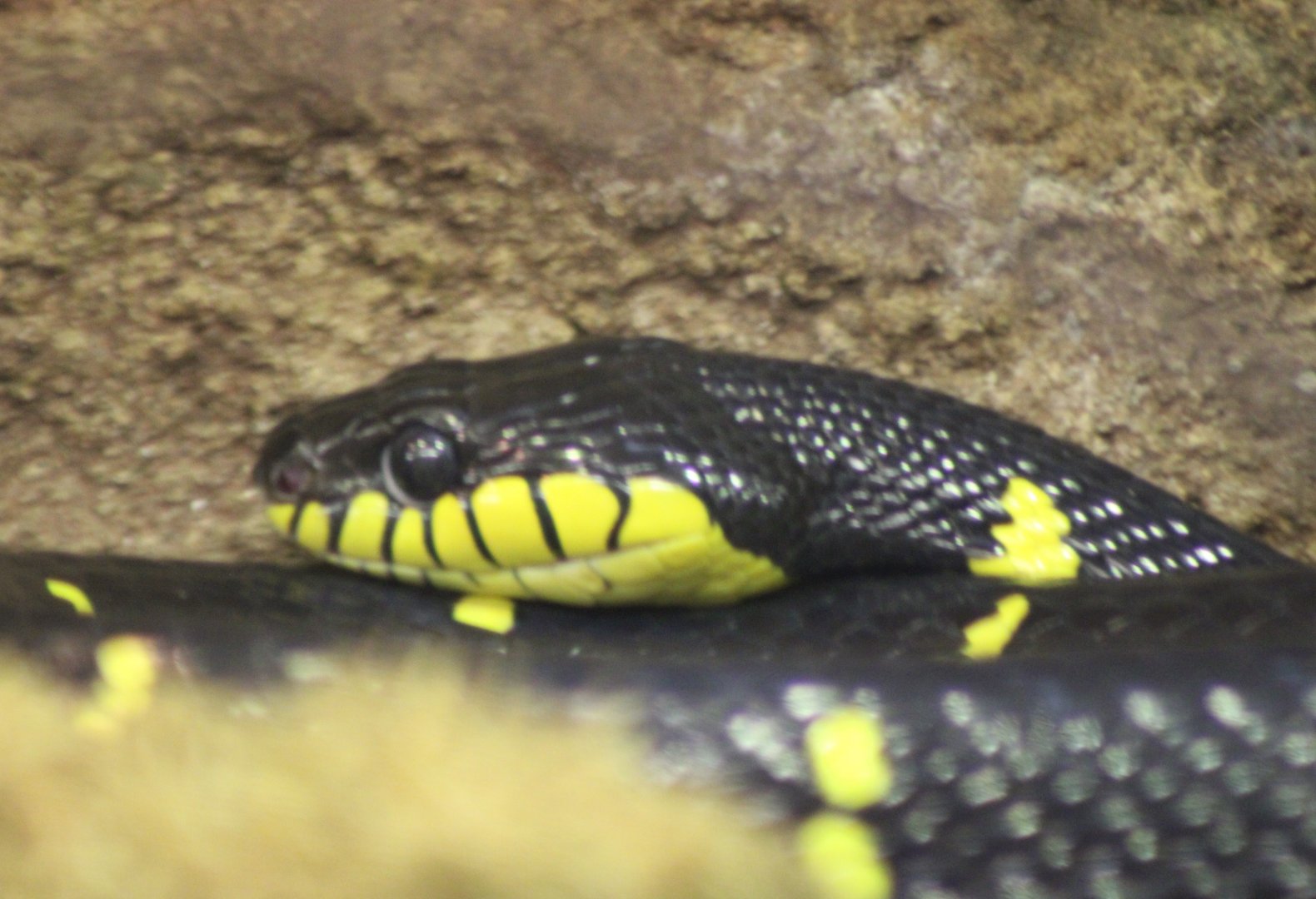 Mangrove snake
