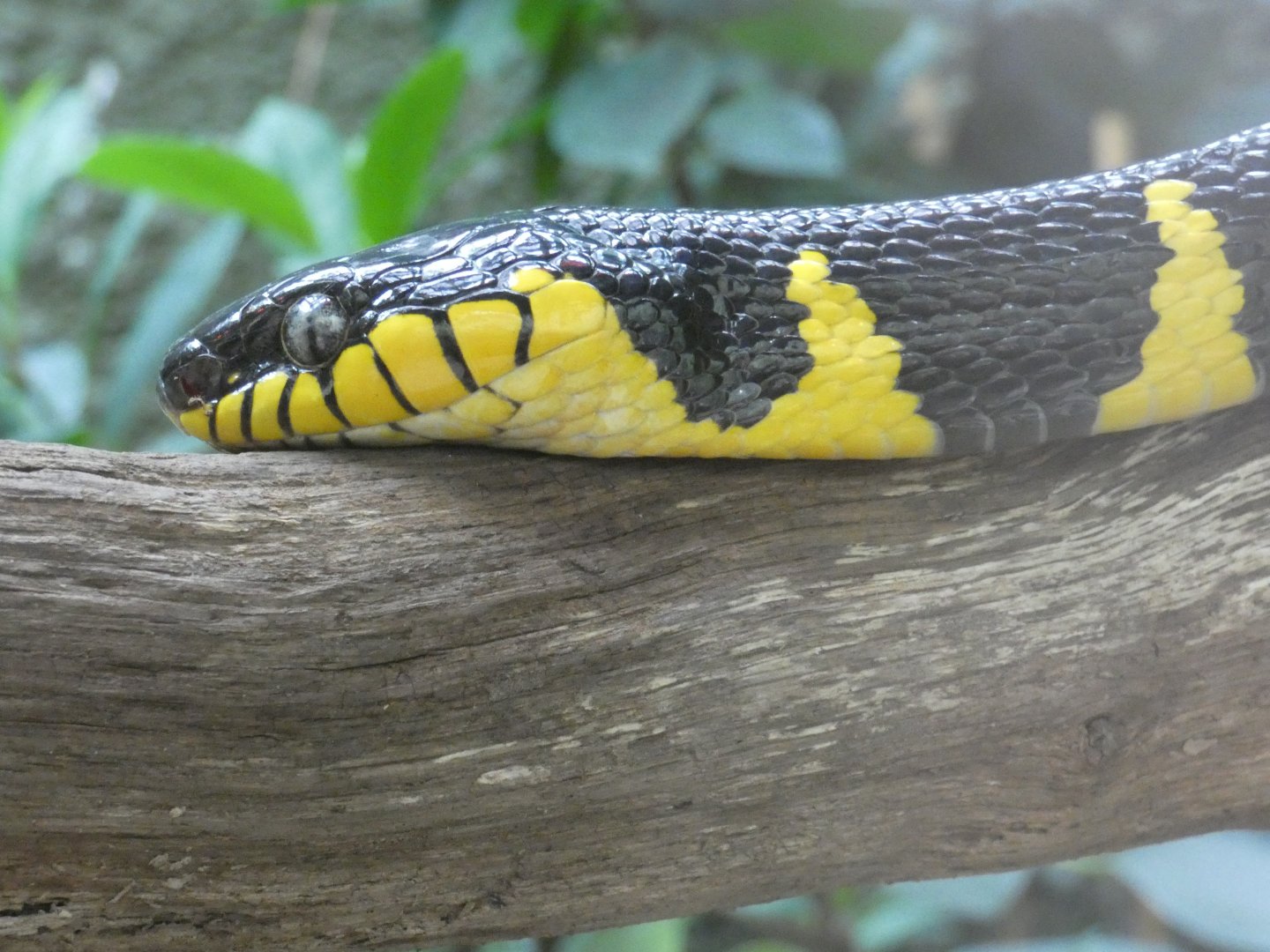 Mangrove snake