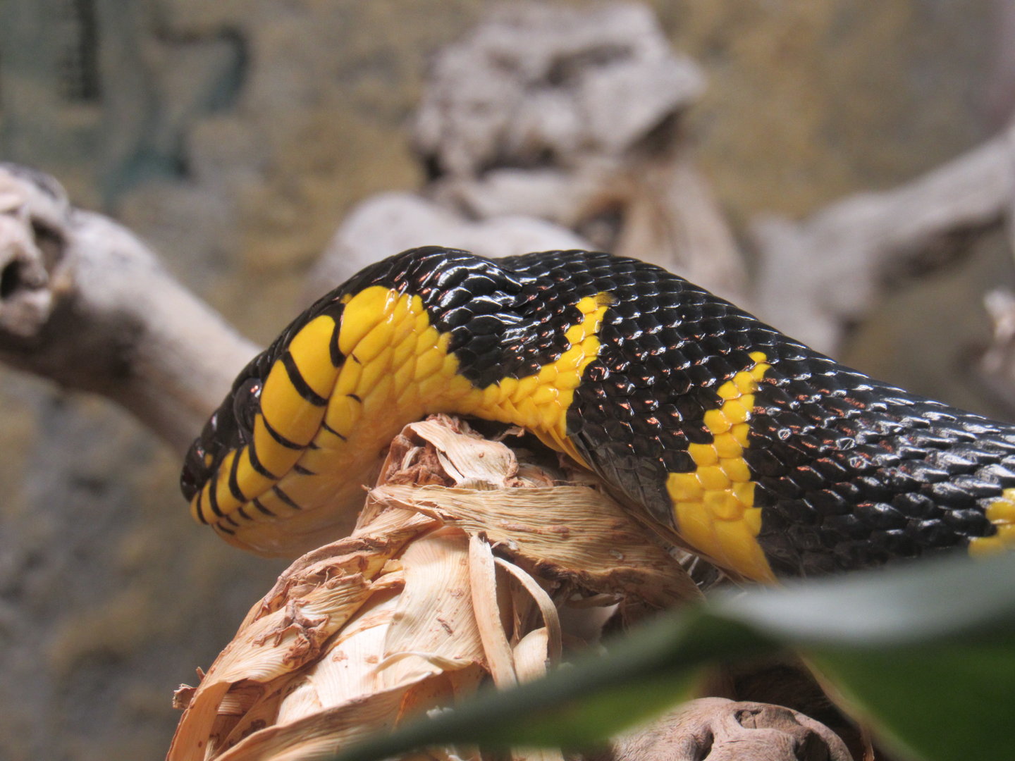 Mangrove Snake