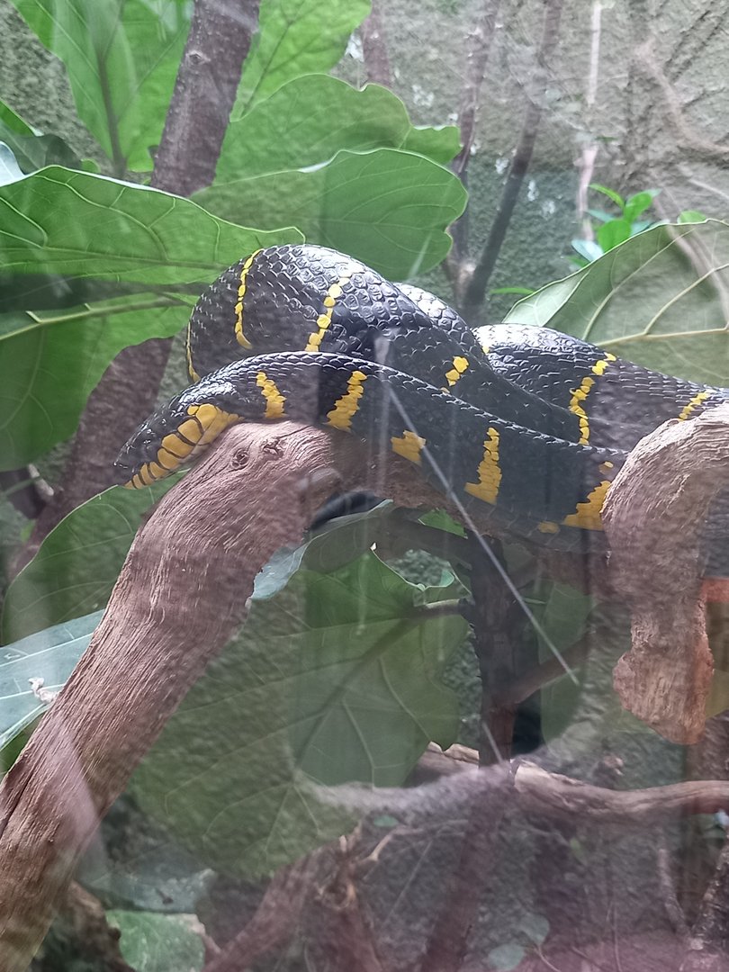 Mangrove Snake