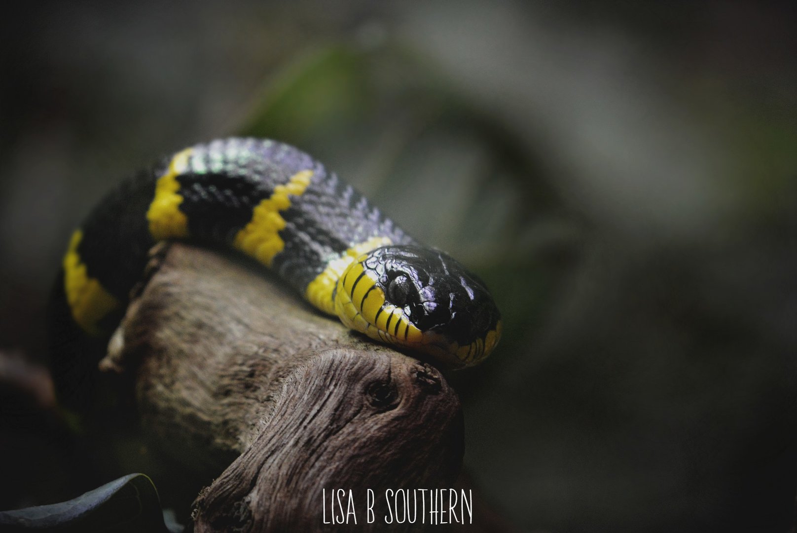 Mangrove Snake