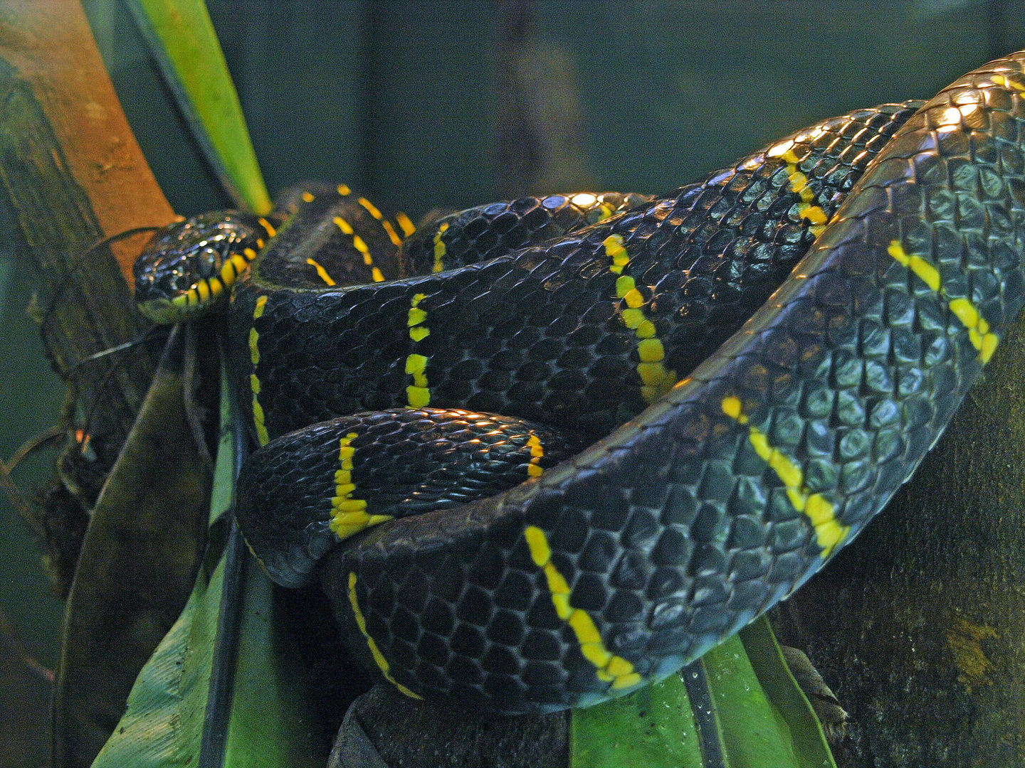Mangrove snake