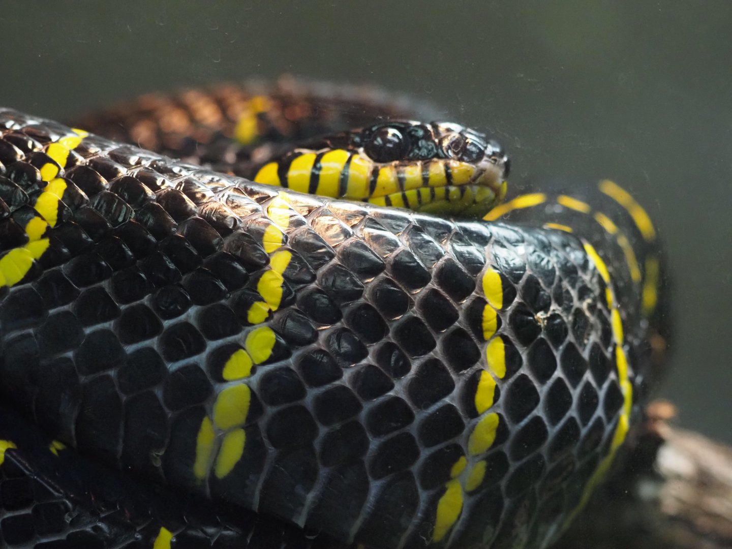 Mangrove Snake