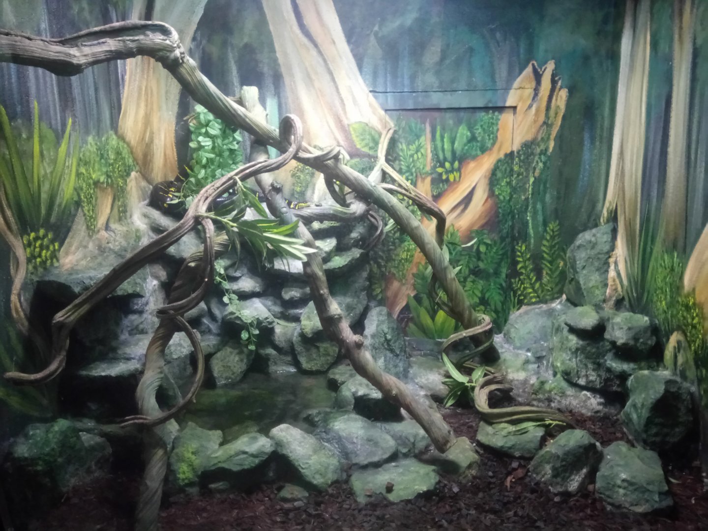 Mangrove Snakes Terrarium