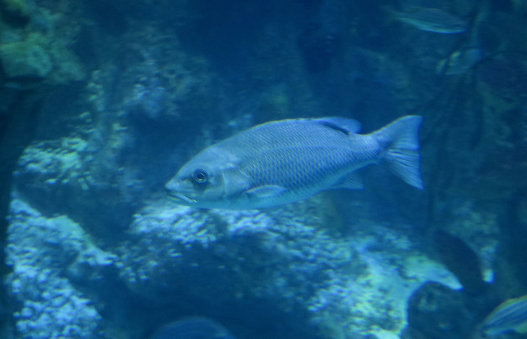 Mangrove Snapper (Lutjanus griseus)