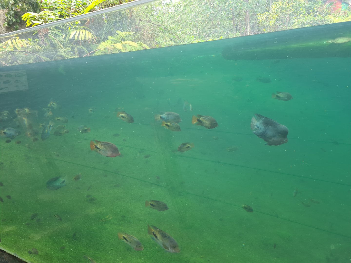 Mangrove - South American cichlids in Manatee creek