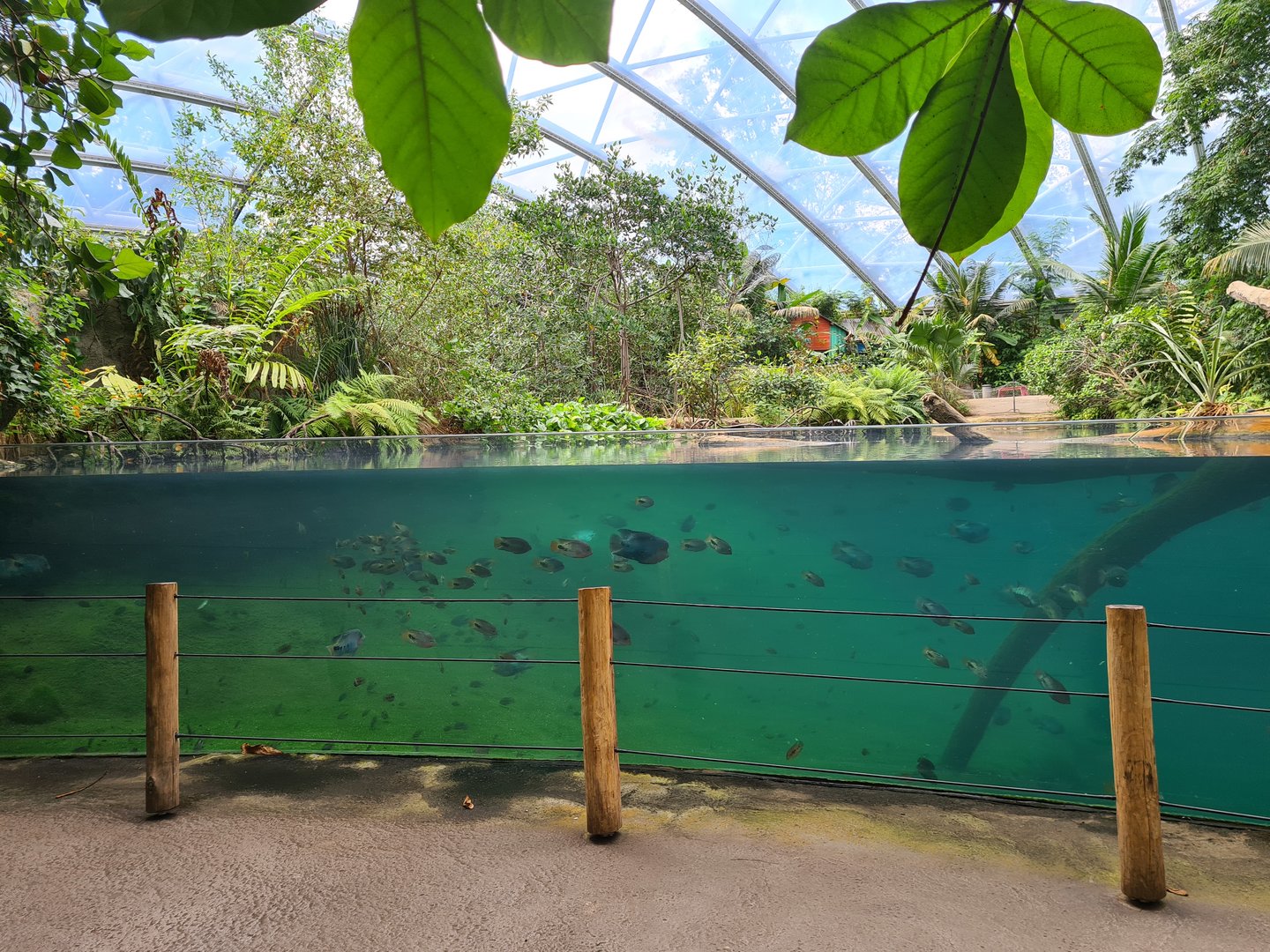 Mangrove - South American cichlids in Manatee creek