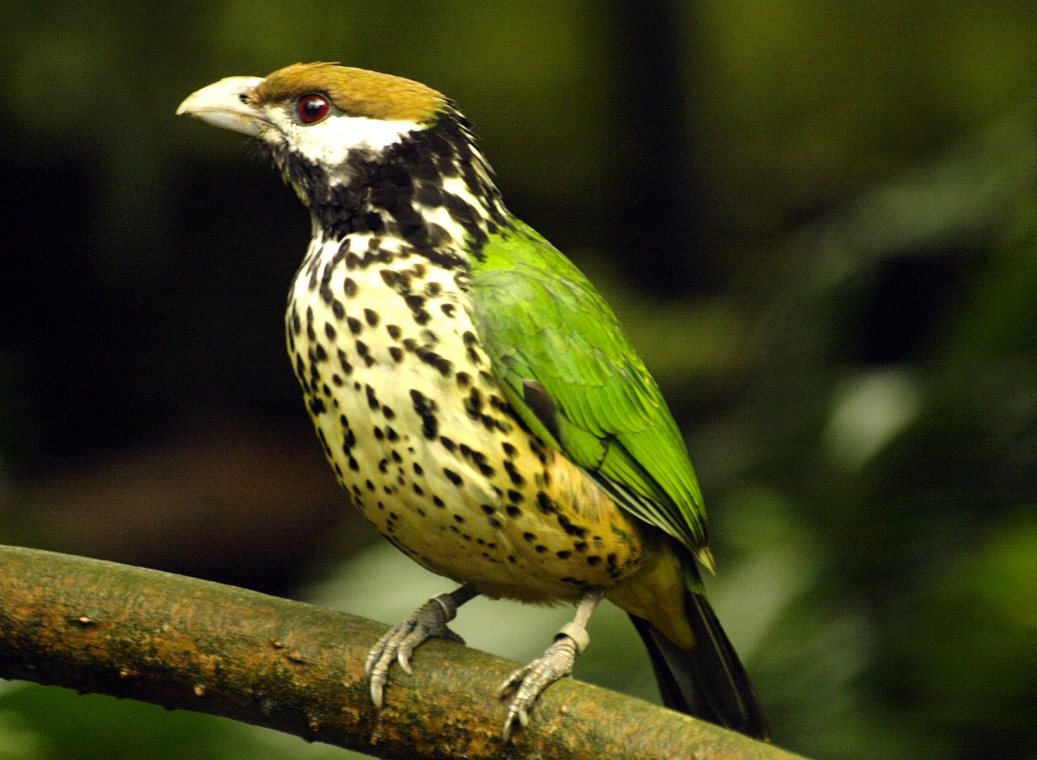 Mangrove - Spotted catbird