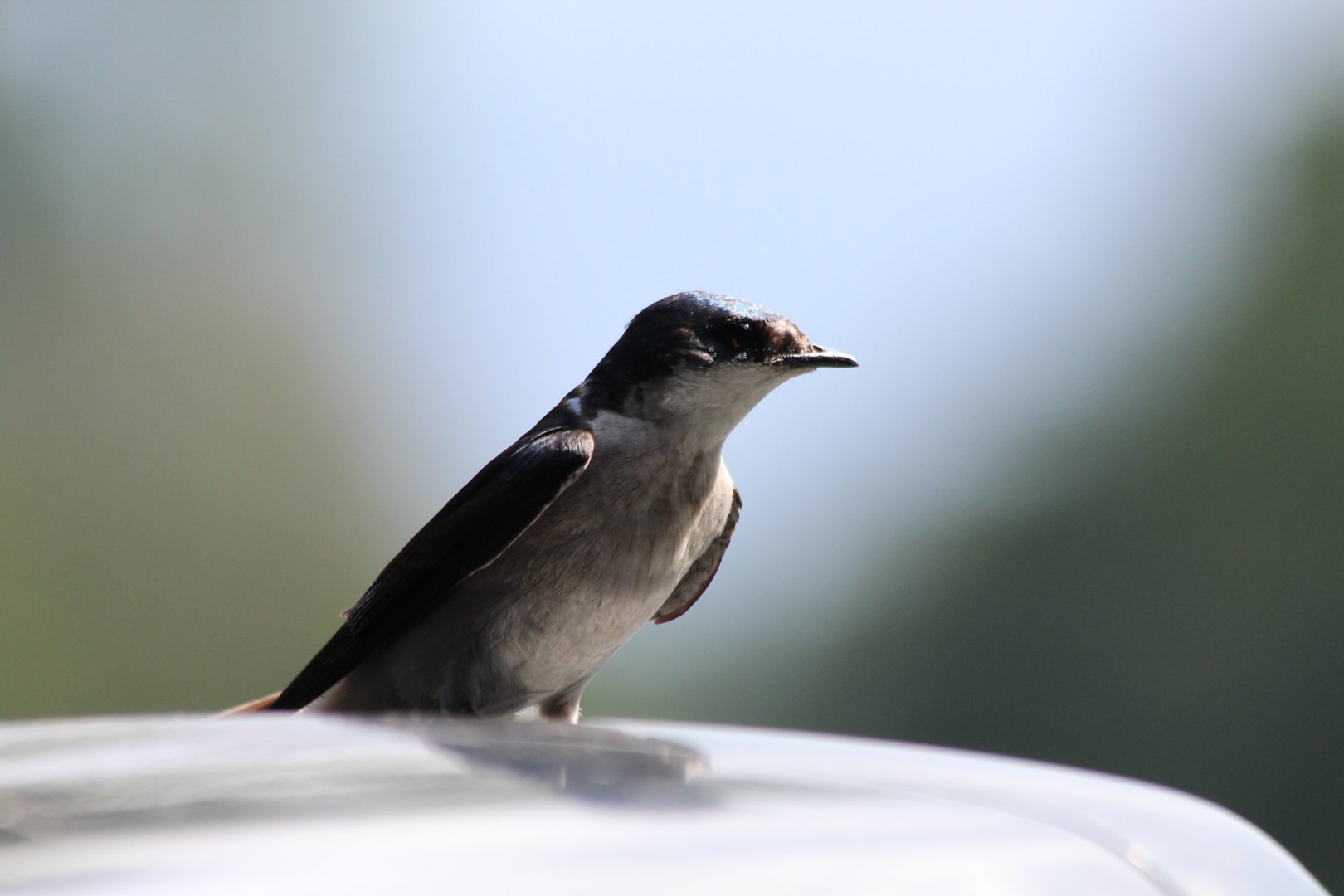 Mangrove Swallow - Mar 2019