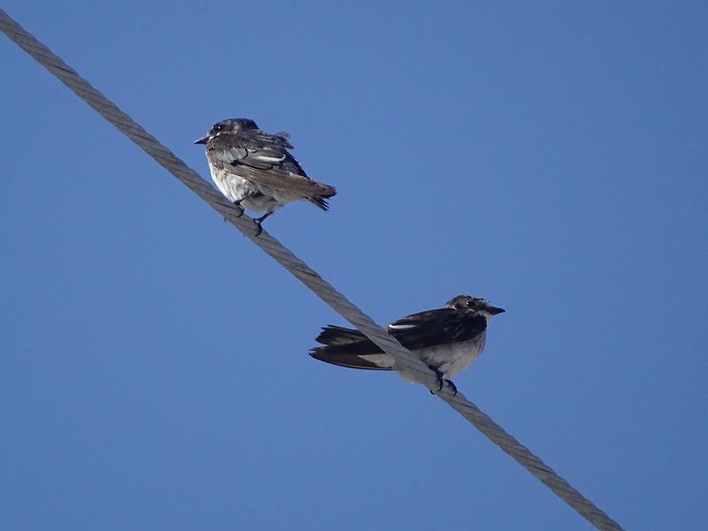 Mangrove swallow (Tachycineta albilinea)
