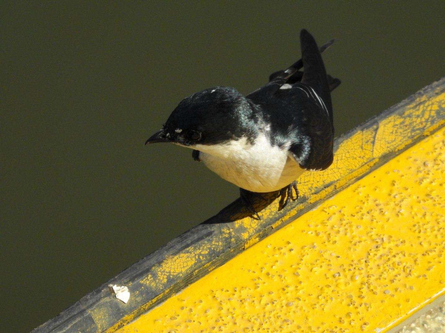 Mangrove Swallow