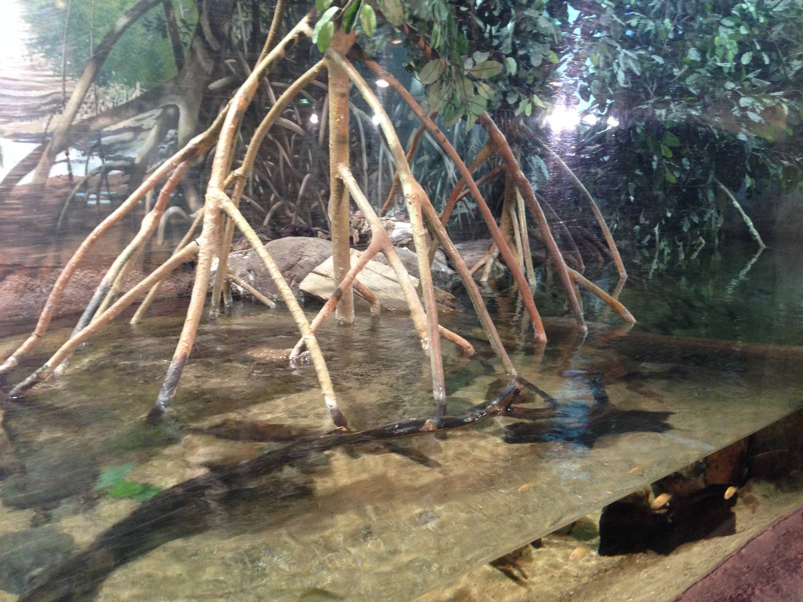Mangrove Swamp Exhibit at Blue Planet Aquarium - 05/10/2013