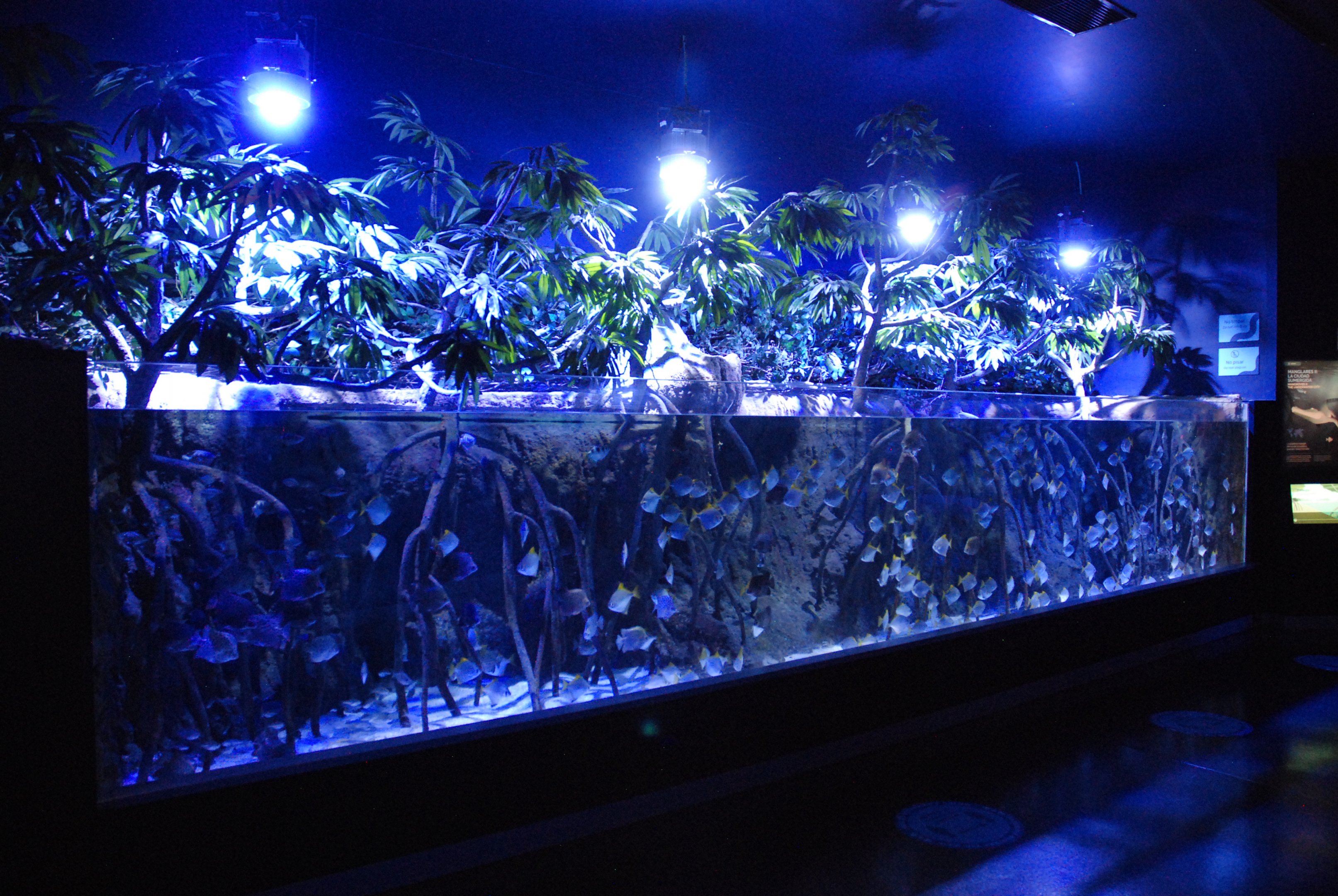Mangrove Tank at Atlantis Aquarium Madrid, 20th May 2022